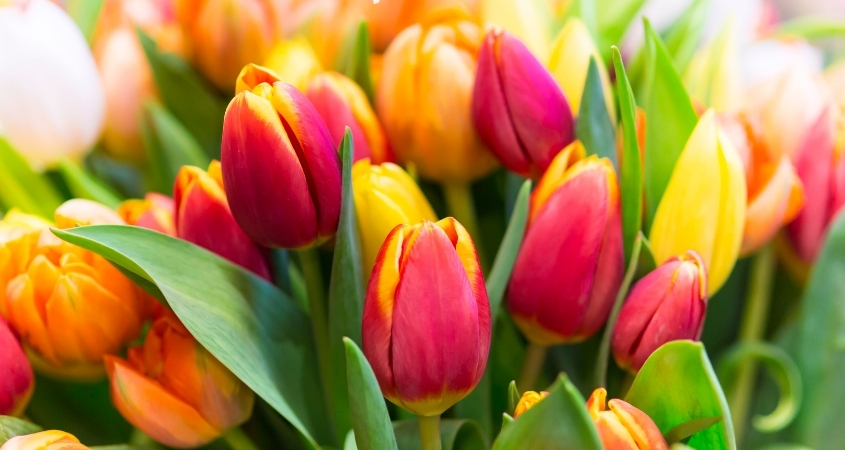 Hoa tulip có nguồn gốc từ Trung Đông