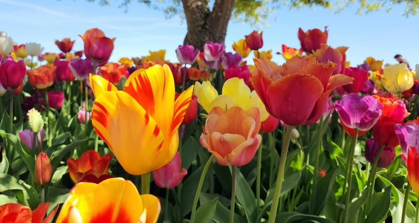 Hoa tulip trắng đại diện cho sự thanh khiết, lời xin lỗi chân thành