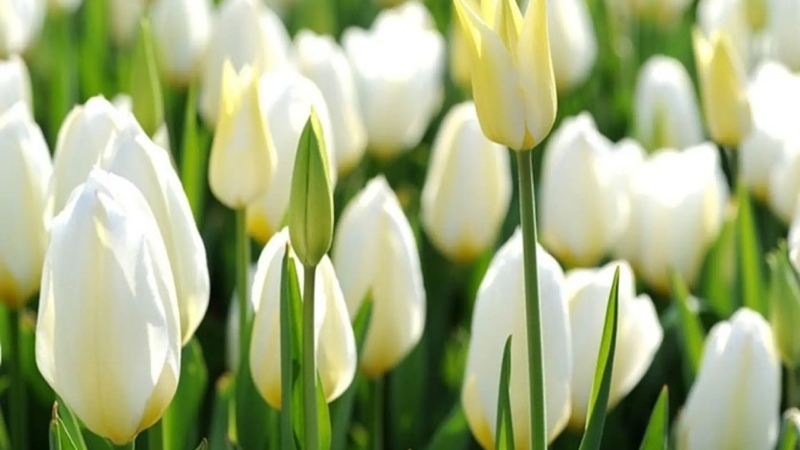 Tulip trắng là hiện thân của sự thuần khiết, trong sáng và lòng chân thành