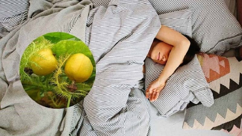 Bạn có thể sử dụng lạc tiên để pha trà hoặc nấu canh để cải thiện giấc ngủ
