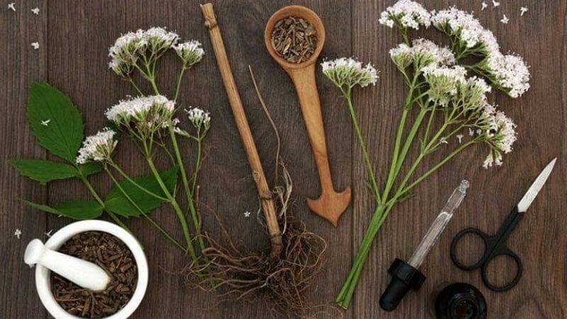 Rễ nữ lang giúp bạn ngủ nhanh và ngon hơn