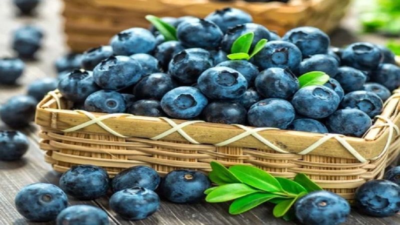 Việt quất chứa nhiều chất chống oxy hóa có lợi cho cơ thể