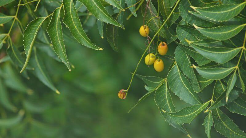 Lá neem Ấn Độ có tính kháng khuẩn và kháng viêm