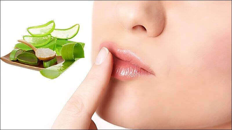 Sử dụng nha đam giúp kháng viêm và mềm môi Sử dụng nha đam giúp kháng viêm và mềm môi