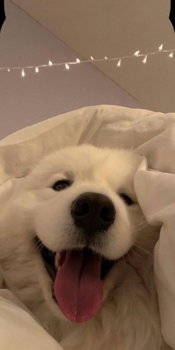 Hình nền thú cưng đáng yêu cho iPhone