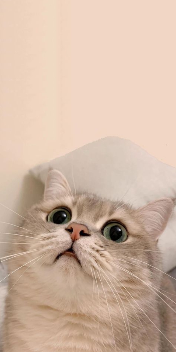 Hình nền thú cưng đáng yêu cho iPhone