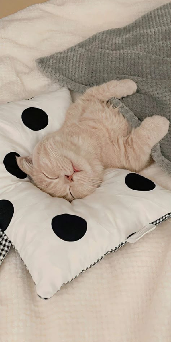 Hình nền thú cưng đáng yêu cho iPhone