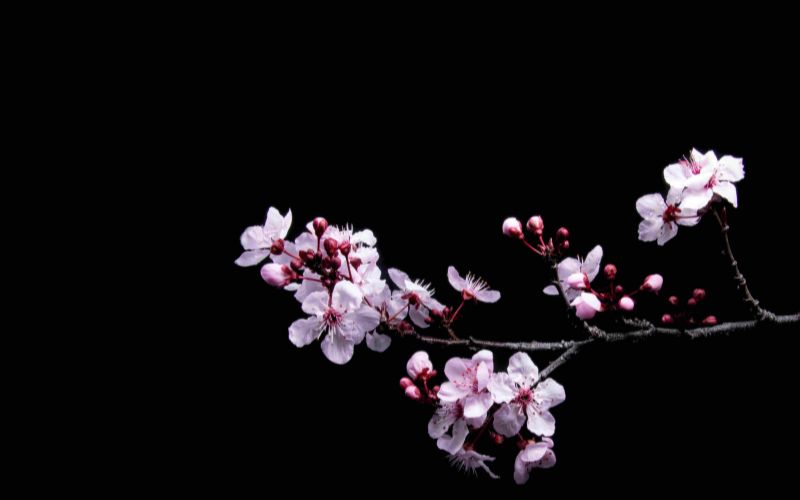 Mai vàng, đào hồng và bánh chưng mang đậm không khí xuân, tạo cảm giác nhẹ nhàng, thư thái