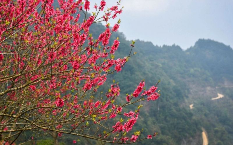 Mai vàng, đào hồng và bánh chưng mang đậm không khí xuân, tạo cảm giác nhẹ nhàng, thư thái