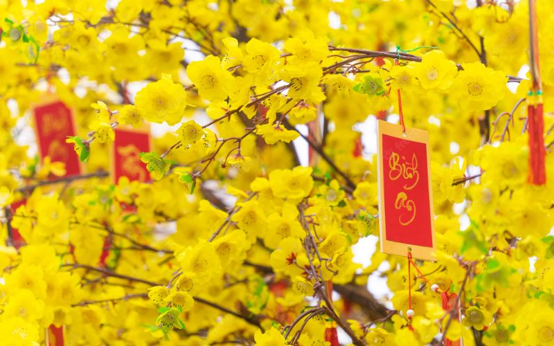 Mai vàng, đào hồng và bánh chưng mang đậm không khí xuân, tạo cảm giác nhẹ nhàng, thư thái