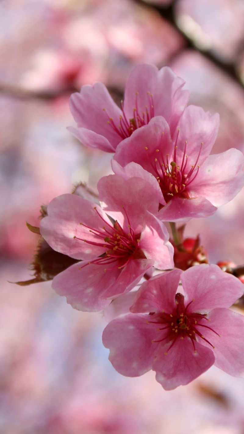 Hình nền Tết 2026 đa phong cách với hoa xuân, pháo hoa, ngựa và chữ Happy New Year rực rỡ, ấn tượng