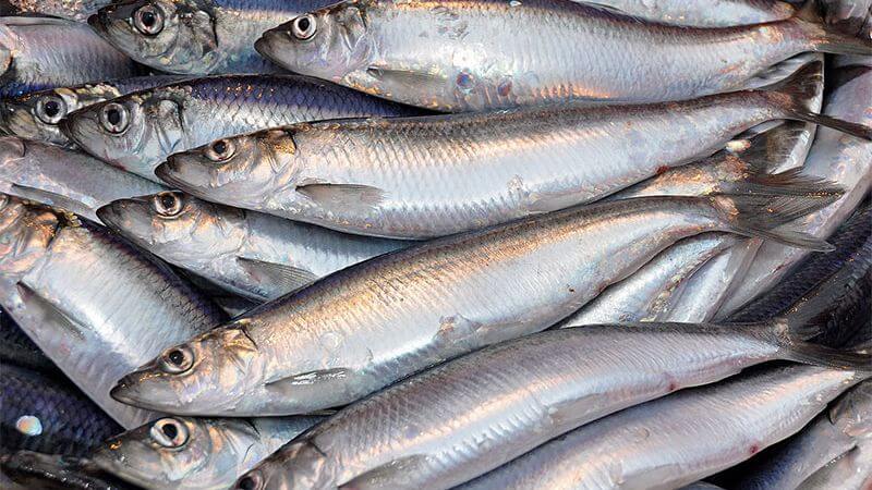 100g cá trích cung cấp 2150mg omega 3 (EPA và DHA)