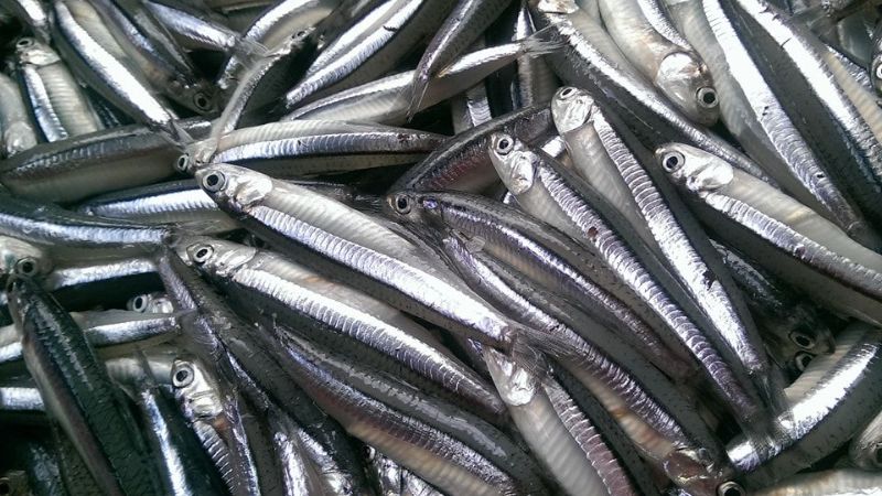 100g cá cơm cung cấp 2053mg omega 3