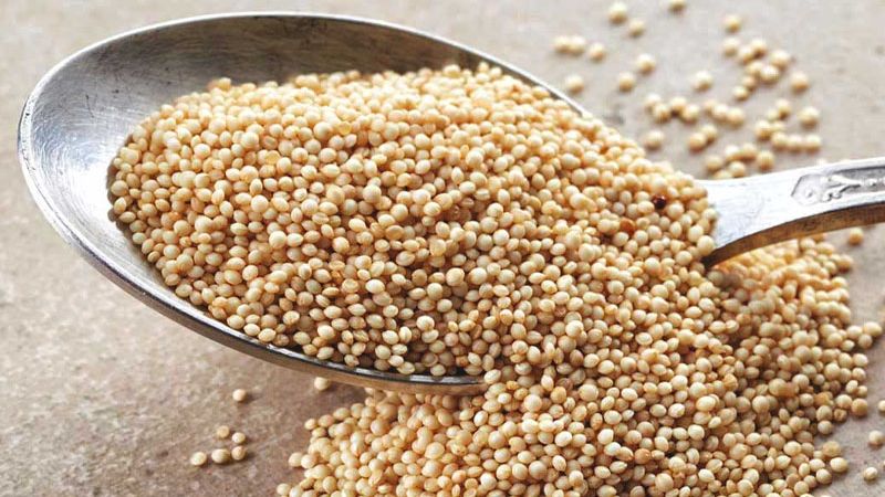 Hạt dền là lựa chọn lý tưởng cho người dị ứng với gluten
