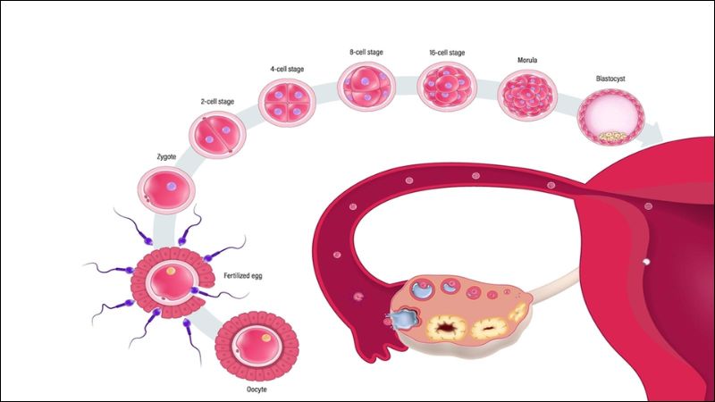 Inositol có thể hỗ trợ khả năng sinh sản bằng cách gia tăng cơ hội thụ thai