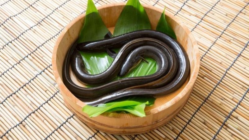 Lươn là một trong những  nguồn cung cấp vitamin K2 trong tự nhiên