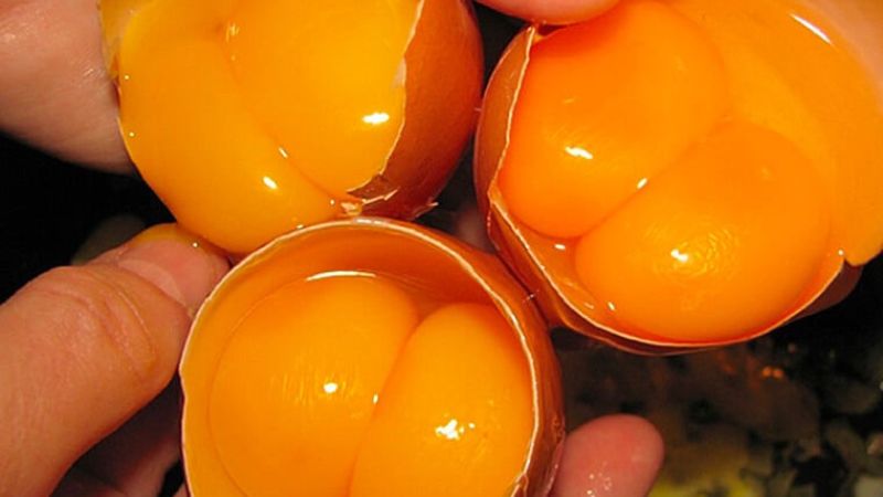 Một lòng đỏ trứng có thể chứa từ 67 đến 192 microgam vitamin K2