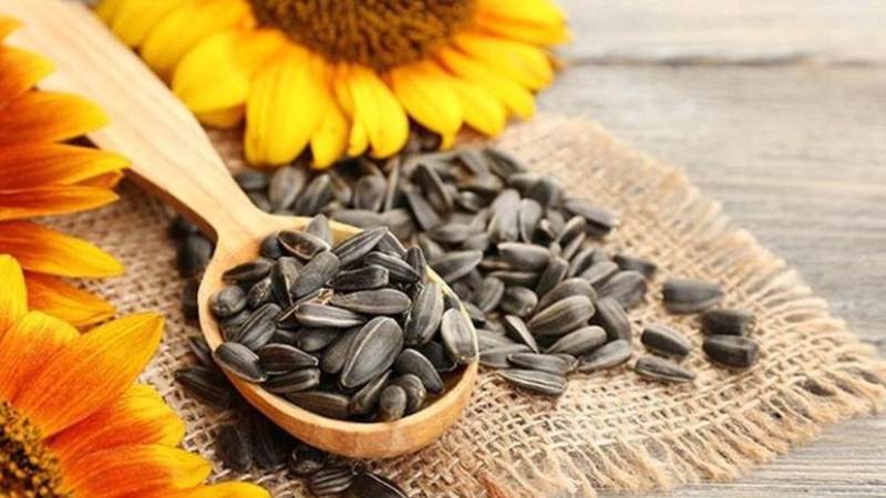 Hạt hướng dương được thu hoạch từ phần nhụy của hoa hướng dương