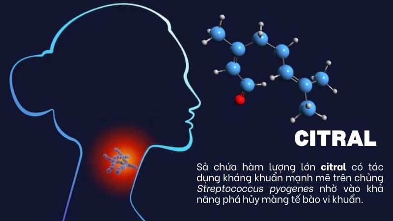 Sả c&oacute; t&aacute;c dụng kh&aacute;ng khuẩn mạnh mẽ tr&ecirc;n chủng Streptococcus pyogenes&nbsp;nhờ v&agrave;o khả năng ph&aacute; hủy m&agrave;ng tế b&agrave;o của vi khuẩn