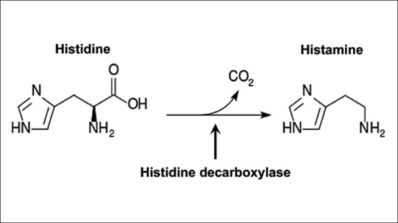 Histidine là tiền chất để tổng hợp histamine