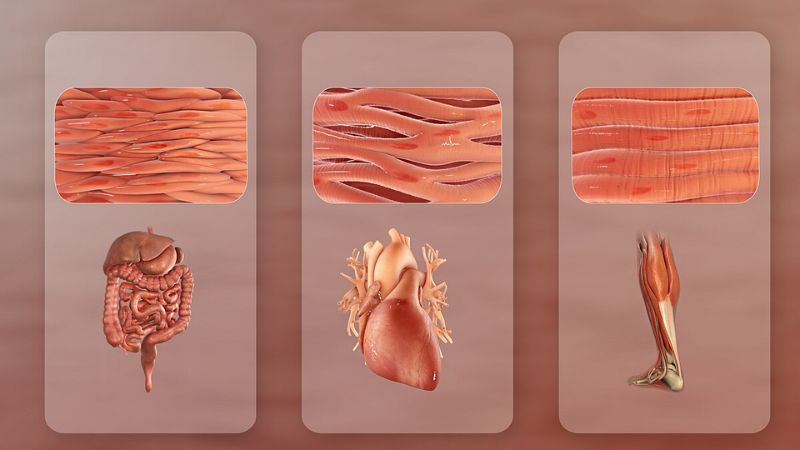 Canxi góp phần điều hòa hoạt động co giãn cơ một cách nhịp nhàng