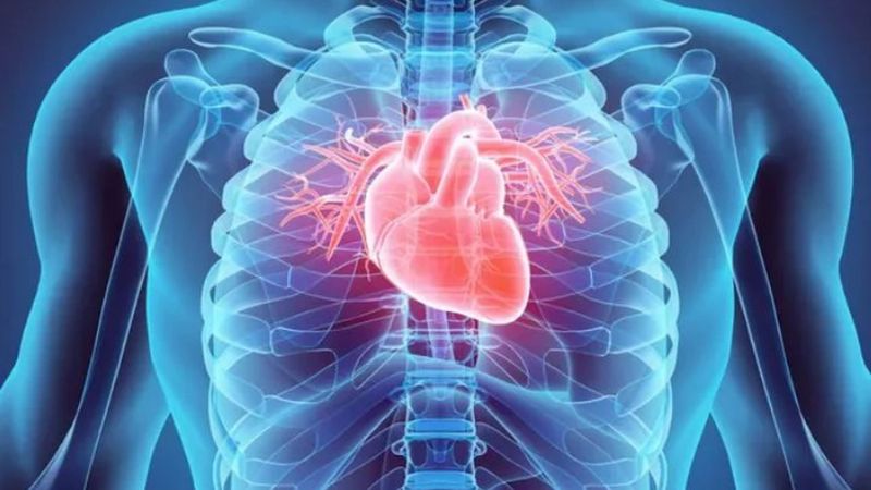 Canxi tham gia điều phối hoạt động co bóp của tim
