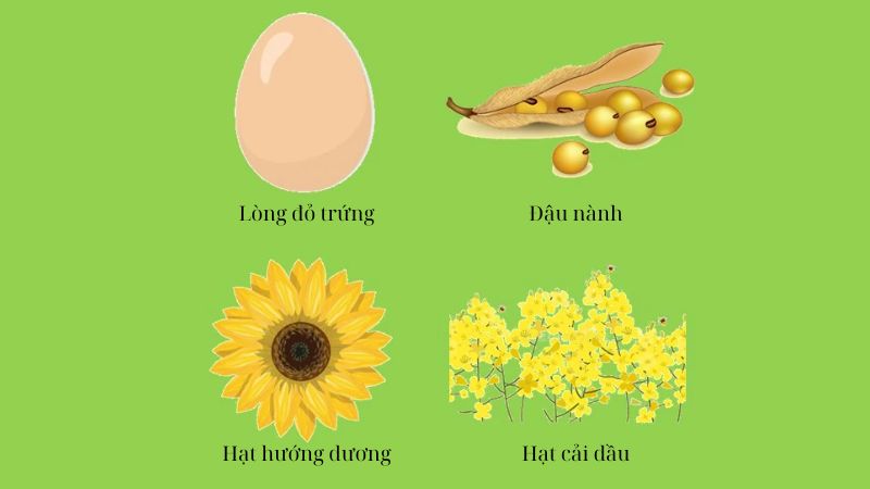 Lecithin được tìm thấy ở nhiều nguồn động vật và thực vật