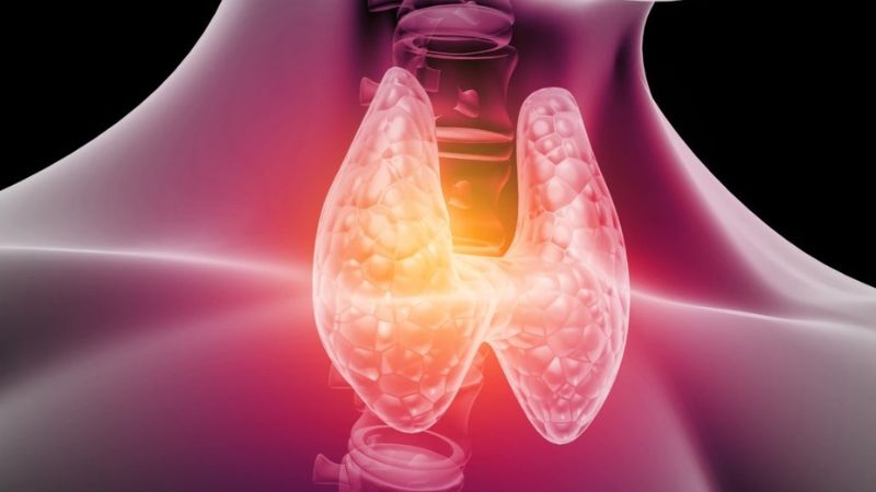 Mangan tham gia vào quá trình sản xuất thyroxine và duy trì hoạt động bình thường của tuyến giáp