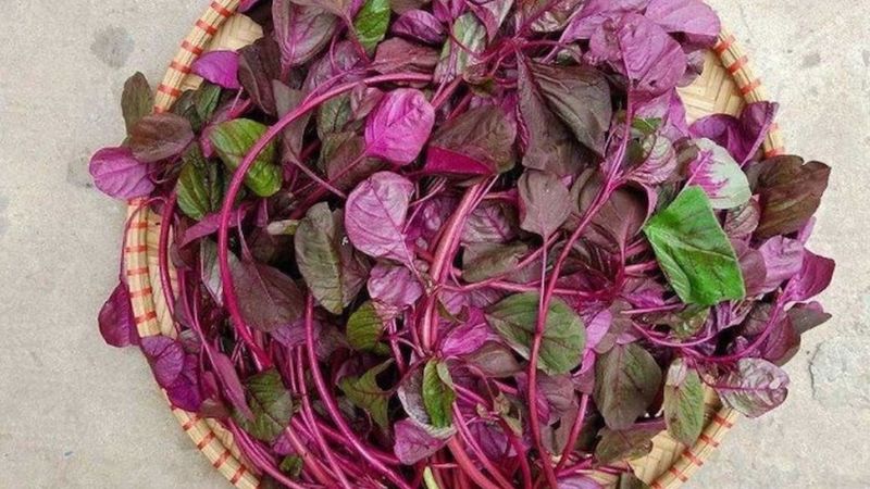 Cứ 100g rau dền nấu chín cung cấp 209mg canxi Cứ 100g rau dền nấu chín cung cấp 209mg canxi