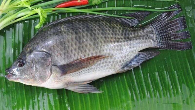 Cá nước ngọt như cá rô phi có hàm lượng taurine cao, đặc biệt ở phần thịt sẫm màu (972 mg/150g)