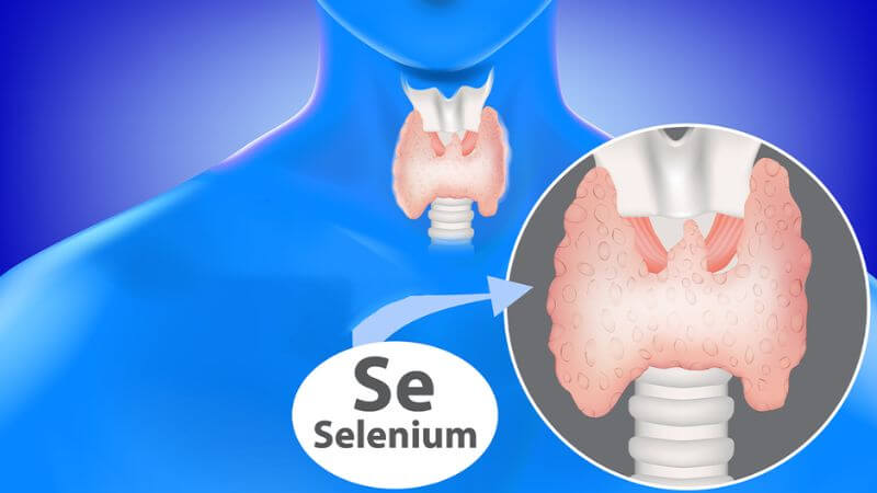 Selen bảo vệ tuyến giáp khỏi stress oxy hóa và hỗ trợ sản xuất hormon giáp Selen bảo vệ tuyến giáp khỏi stress oxy hóa và hỗ trợ sản xuất hormon giáp