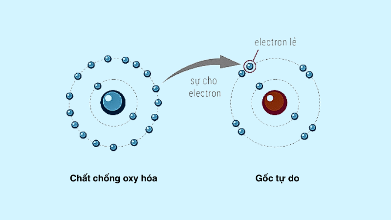 Tìm hiểu khái niệm gốc tự do và chất chống oxy hóa