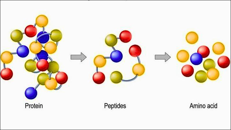 Whey hydrolysate là protein thủy phân dễ tiêu hóa