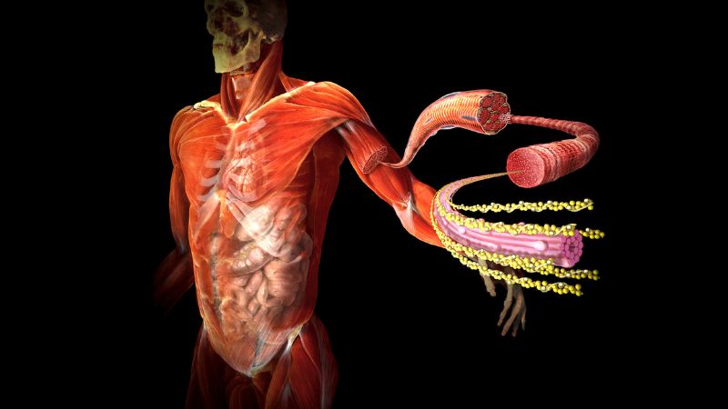 Whey protein có tác dụng giảm triglyceride, cholesterol xấu và tăng cholesterol tốt