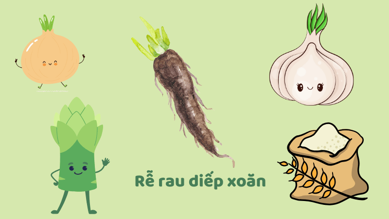 Rễ rau diếp xoăn là nguồn inulin dồi dào nhất