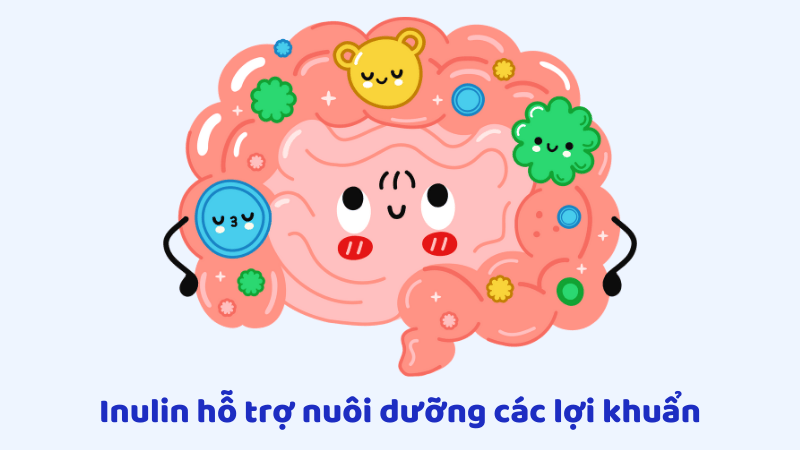 Sử dụng inulin làm tăng số lượng các lợi khuẩn như Bifidobacterium và giảm lượng vi khuẩn có hại