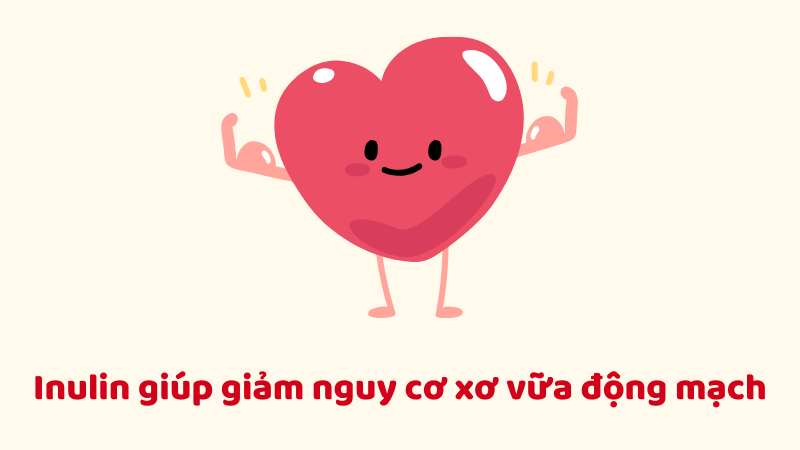Inulin giúp giảm các lipid xấu, hỗ trợ ngăn ngừa xơ vữa động mạch
