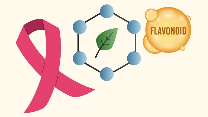 Flavonoid có thể đóng vai trò như chất chống oxy hóa giúp tiêu diệt các tế bào ung thư