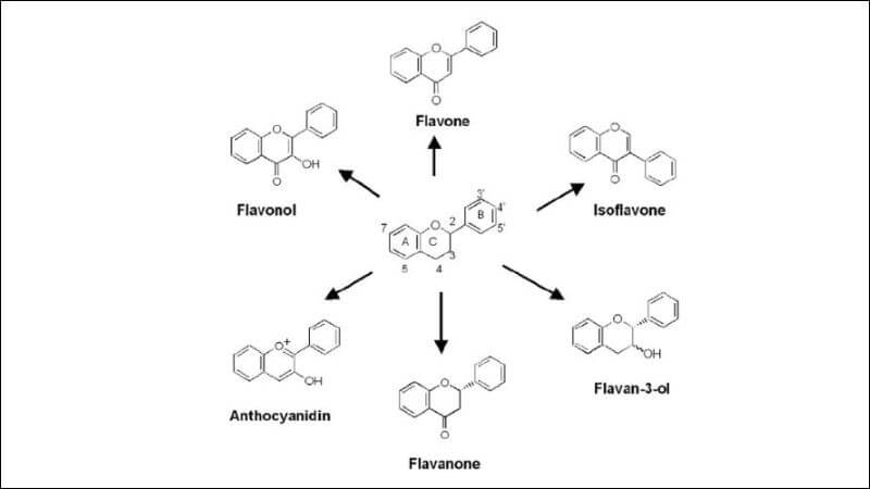 Hiện nay flavonoid được chia thành 6 nhóm chính