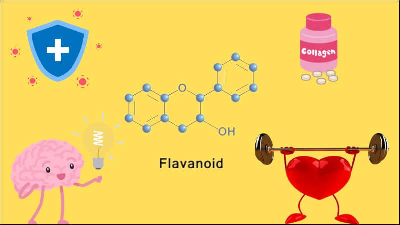 Flavonoid mang lại nhiều lợi ích sức khỏe như kích thích sản xuất collagen, tăng cường trí nhớ,...