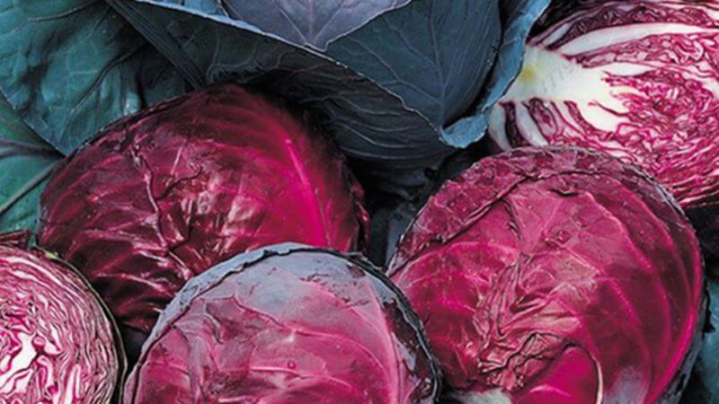 Bắp cải đỏ là loại thực phẩm rất giàu anthocyanidin