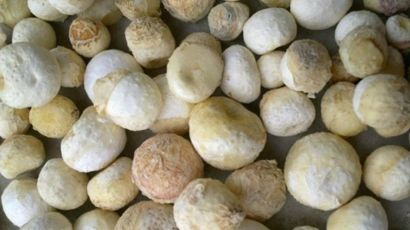 Bài thuốc hỗ trợ điều trị cứng lưỡi, sưng lưỡi