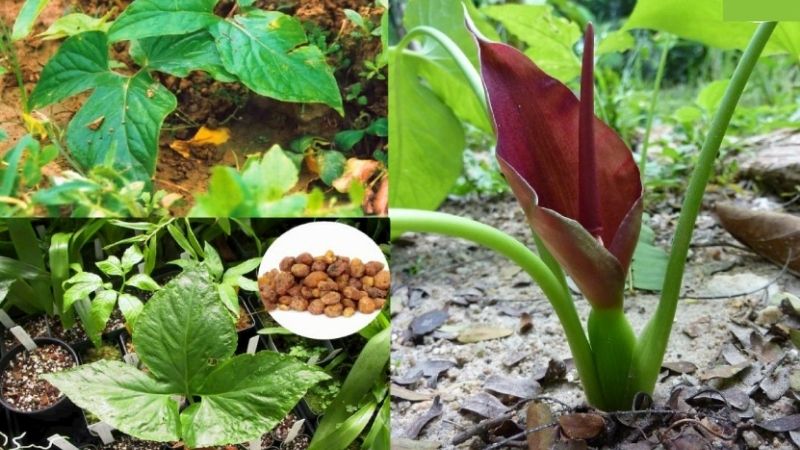 Cây bán hạ có tên khoa học là Typhonium trilobatum (L.) Schott. thuộc họ Ráy (Araceae)