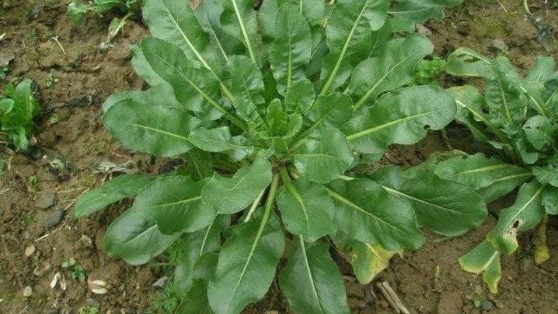 Bản lam căn là loài cây được sử dụng nhiều trong các vị thuốc