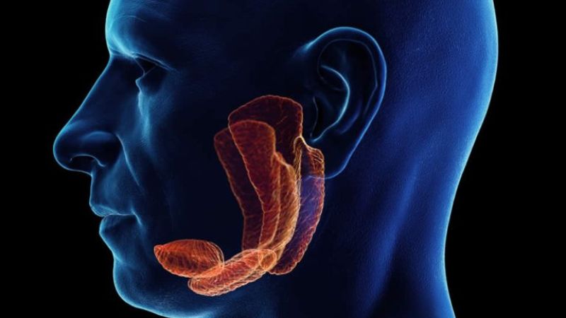 Cây bản lam căn cũng có tác dụng hỗ trợ điều trị viêm tuyến nước bọt