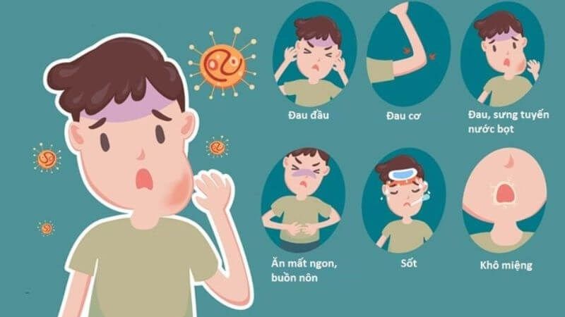 Bản lam căn có mặt trong bài thuốc trị quai bị