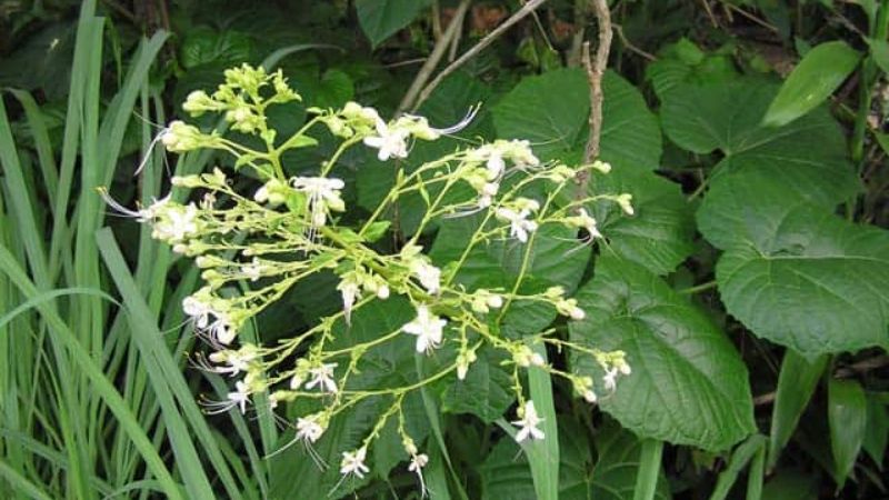Bản lan căn có tên khoa học là Isatis indigotica L., thuộc họ Cải (Brassicaceae)