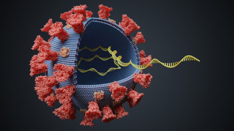 Chiết xuất từ rễ của cây bản lam căn có tác dụng ức chế virus cúm gia cầm H7N9