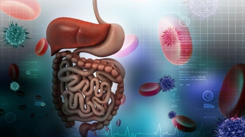 Chiết xuất bản lam căn có thể phân hủy nội độc tố của các vi khuẩn
