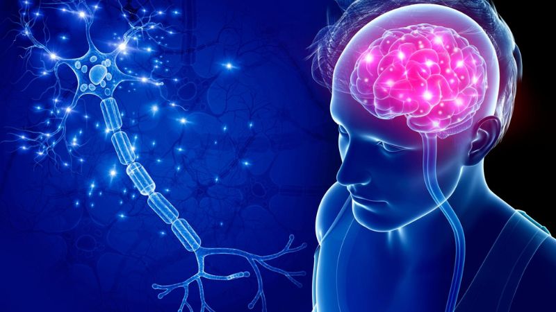 Đồng giúp duy trì, phát triển chức năng não bộ